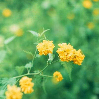 神武4手游九游下载